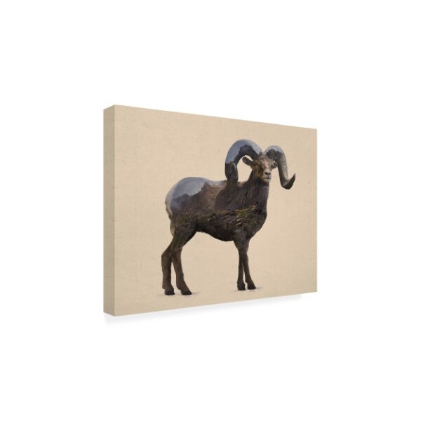 Davies Babies 'Rocky Mountain Bighorn' Canvas Art,14x19